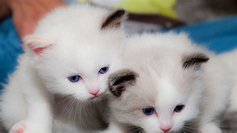 white cat pic|cute white cats photos.